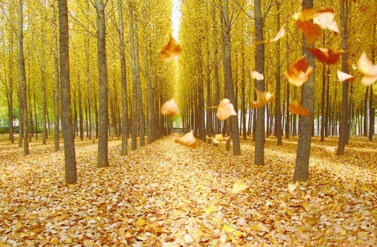 关于植物的10个冷知识，你知道多少