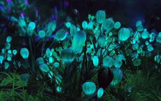 关于植物的10个冷知识，你知道多少