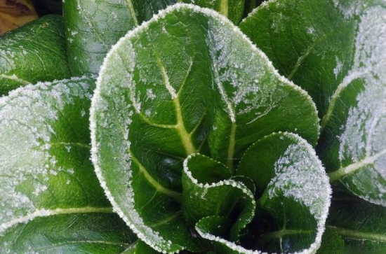 关于植物的10个冷知识，你知道多少