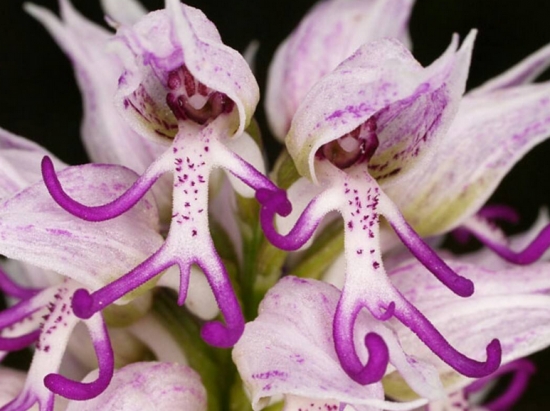 世界上最奇异的10种花