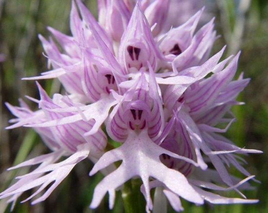 世界上最奇异的10种花