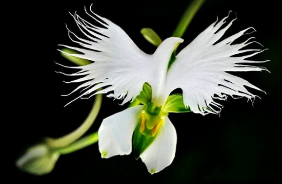 世界上最奇异的10种花