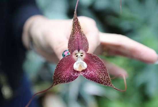 世界上最奇异的10种花