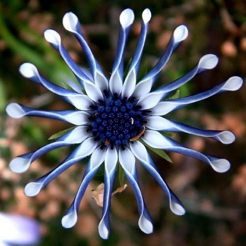 世界上最奇异的10种花