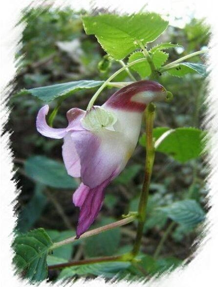 世界上最奇异的10种花