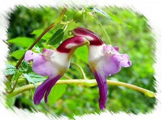 世界上最奇异的10种花