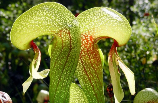 世界上最奇异的10种花