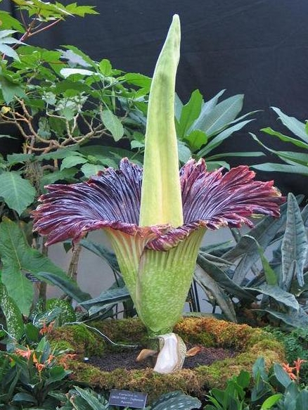 世界上最奇异的10种花