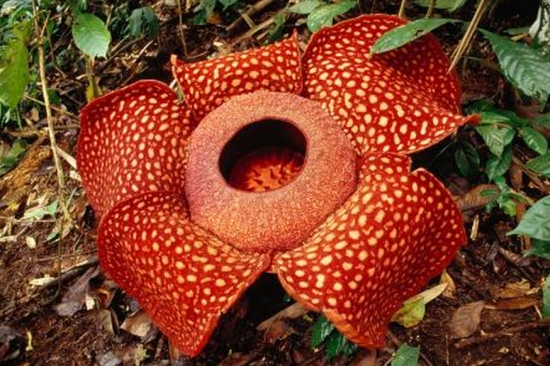 世界上最奇异的10种花