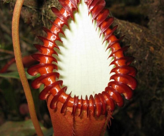 最丑最臭的植物，这些又丑又臭的植物你肯定没见过