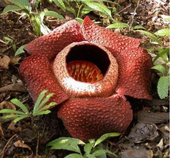 最丑最臭的植物，这些又丑又臭的植物你肯定没见过