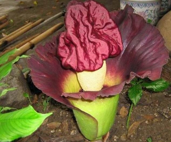 最丑最臭的植物，这些又丑又臭的植物你肯定没见过