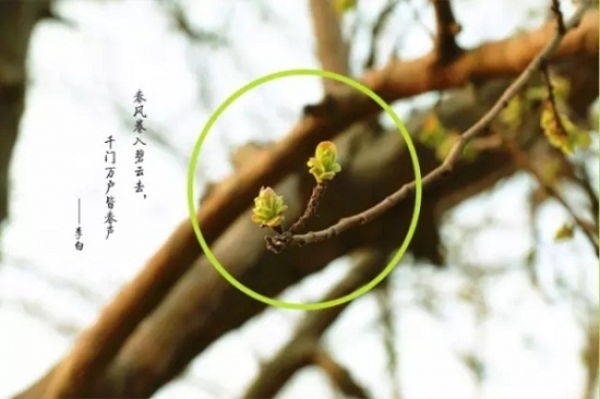 是谁，打翻了这里的春季