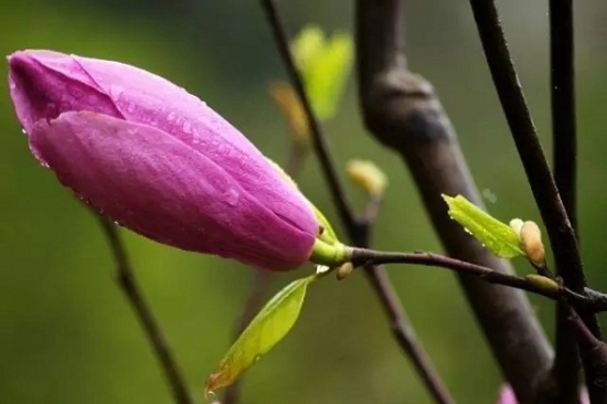 是谁，打翻了这里的春季