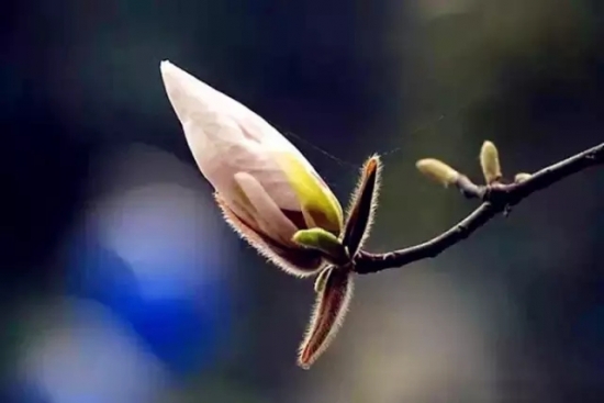 是谁，打翻了这里的春季