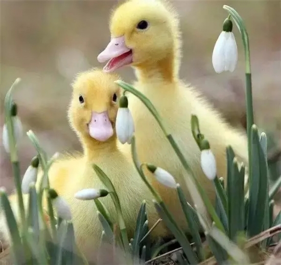 是谁，打翻了这里的春季