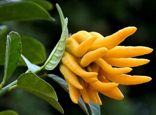 我很丑，可是我很美味