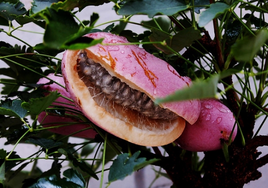 我很丑，可是我很美味