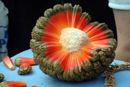 我很丑，可是我很美味