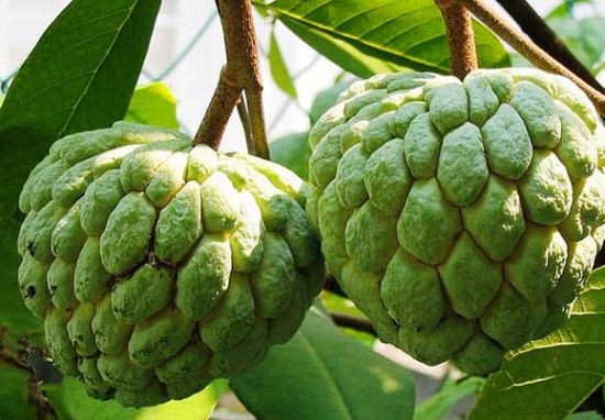 我很丑，可是我很美味