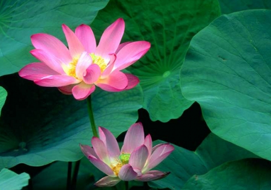 8种你可能知道的花，却不一定知道的故事