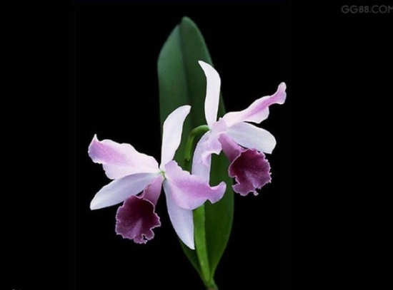 8种你可能知道的花，却不一定知道的故事