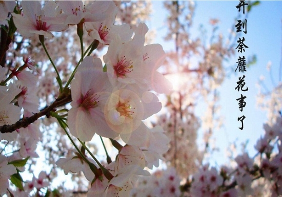 8种你可能知道的花，却不一定知道的故事