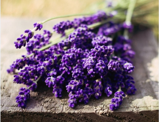 8种你可能知道的花，却不一定知道的故事