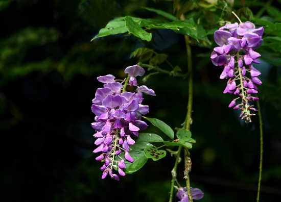 8种你可能知道的花，却不一定知道的故事