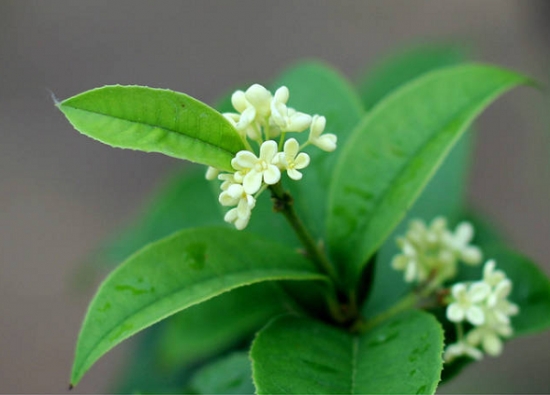 8种你可能知道的花，却不一定知道的故事