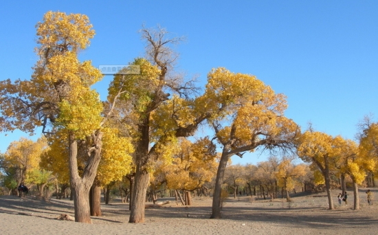 植物茎部粗细的决定因素 植物茎部粗细的决定因素