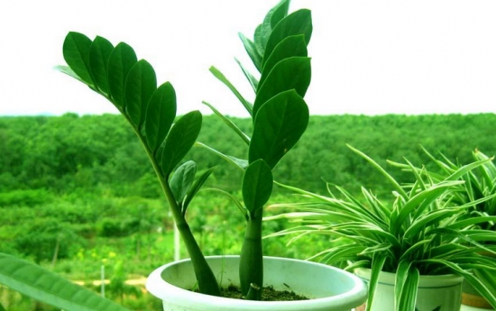 金钱树 看看你的生肖适合养什么植物