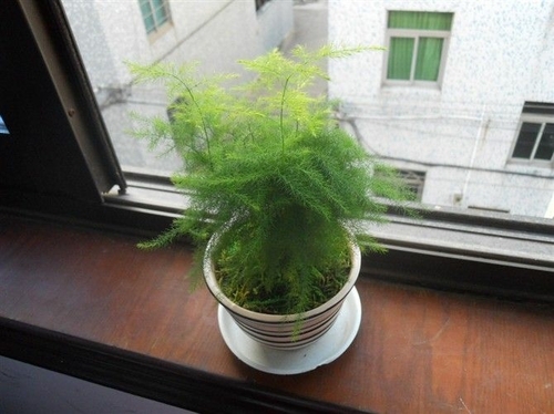 文竹 看看你的生肖适合养什么植物