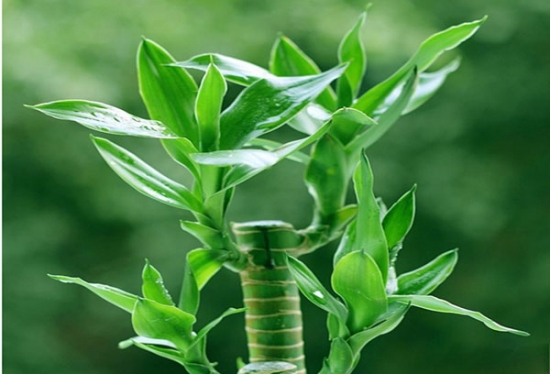 富贵竹 看看你的生肖适合养什么植物