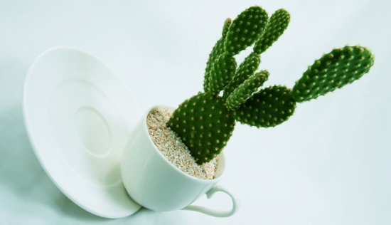 仙人掌 看看你的生肖适合养什么植物