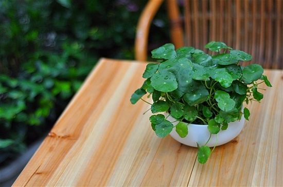 铜钱草 看看你的生肖适合养什么植物