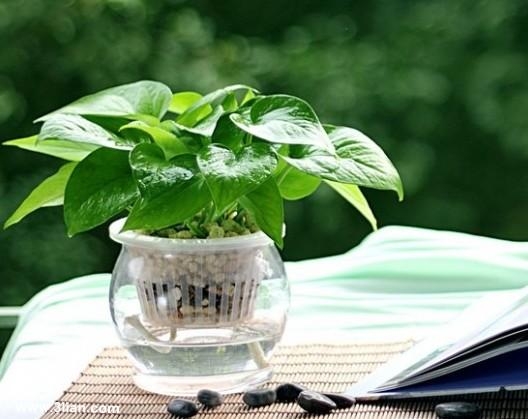 绿萝 看看你的生肖适合养什么植物