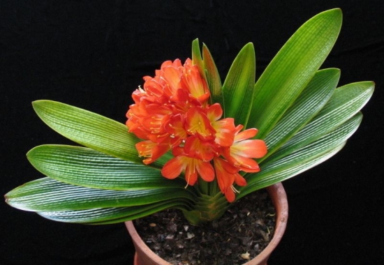 君子兰 看看你的生肖适合养什么植物