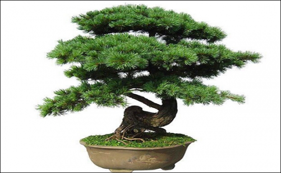 蓬莱松 看看你的生肖适合养什么植物