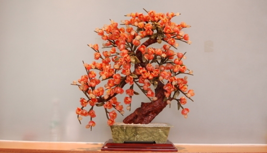 发财树 看看你的生肖适合养什么植物