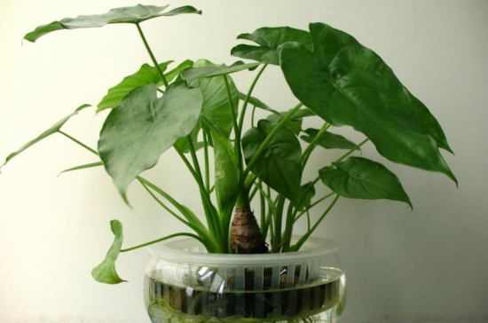 家养常见植物死亡原因分析和解救办法