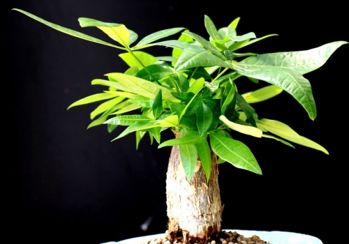 家养常见植物死亡原因分析和解救办法