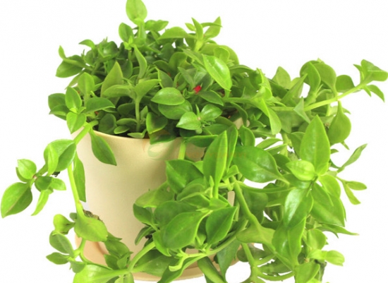 家养常见植物死亡原因分析和解救办法