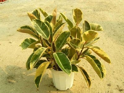 家养常见植物死亡原因分析和解救办法