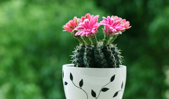 家养常见植物死亡原因分析和解救办法