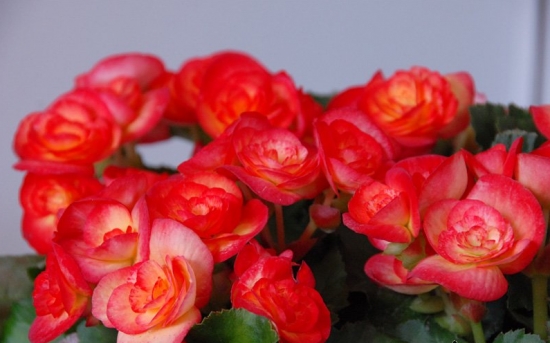 家养常见植物死亡原因分析和解救办法