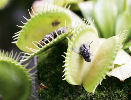 植物中也有吃虫子的种类：食肉植物大全
