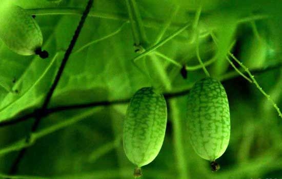 世界最小的西瓜：佩普基诺