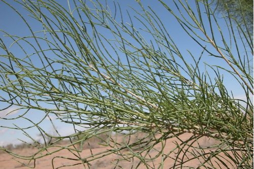 发芽最快的种子：梭梭,一点水两三小时能发芽