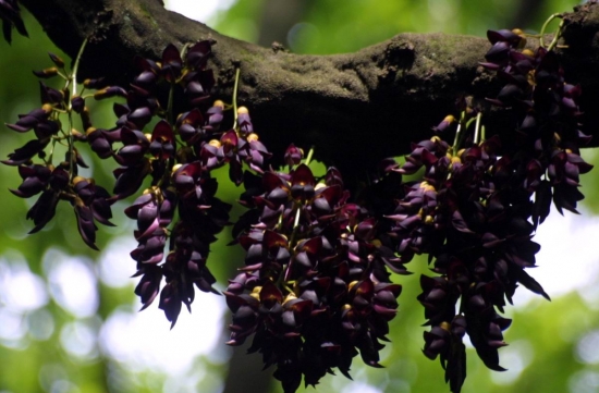最古老的油麻藤：树龄约400年